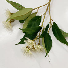 Load image into Gallery viewer, FLOWERING GUM - WHITE