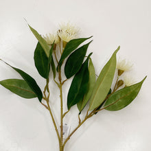 Load image into Gallery viewer, FLOWERING GUM - WHITE
