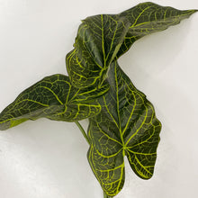 Load image into Gallery viewer, ALOCASIA LEAF BUNCH