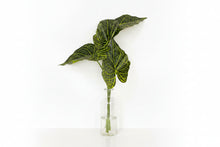 Load image into Gallery viewer, Alocasia Leaf Bunch