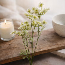 Load image into Gallery viewer, Queen Annes Lace