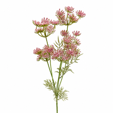 Load image into Gallery viewer, Queen Annes Lace Flower