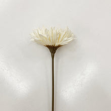 Load image into Gallery viewer, DRIED LOOK DAISY - OFF WHITE