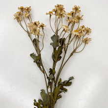 Load image into Gallery viewer, DRIED DAISY STEM