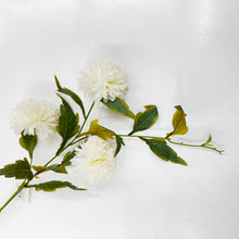 Load image into Gallery viewer, CHRYSANTHEMUM POM POM - WHITE