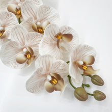 Load image into Gallery viewer, ORCHID STEM