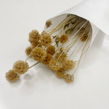 Load image into Gallery viewer, Natural Scabiosa Bunch