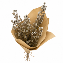 Load image into Gallery viewer, Stirilinga Bunch