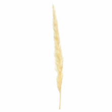 Load image into Gallery viewer, Fluffy Pampas Stems