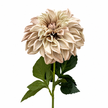 Load image into Gallery viewer, EVERLASTING DAHLIA