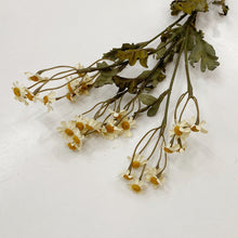 Load image into Gallery viewer, Neutral dried daisy stem styled in vase for home styling