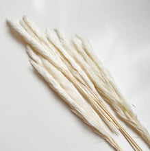 Load image into Gallery viewer, Fluffy Pampas Stems