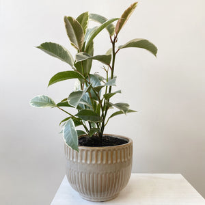 TINEKE POTTED PLANT
