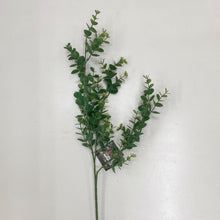 Load image into Gallery viewer, EUCALYPTUS STEM