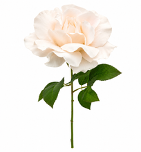 Load image into Gallery viewer, Blooming Rose