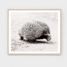 Load image into Gallery viewer, ECHIDNA WANDER FRAMED PRINT