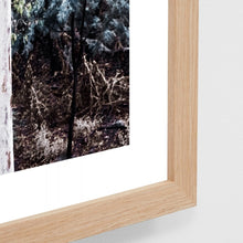 Load image into Gallery viewer, EUCALYPTUS TREETOPS FRAMED PRINT