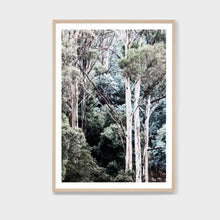 Load image into Gallery viewer, EUCALYPTUS TREETOPS FRAMED PRINT