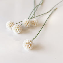 Load image into Gallery viewer, White Scabiosa Stem