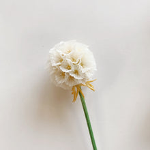 Load image into Gallery viewer, White Scabiosa Stem