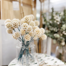 Load image into Gallery viewer, White Scabiosa Stem
