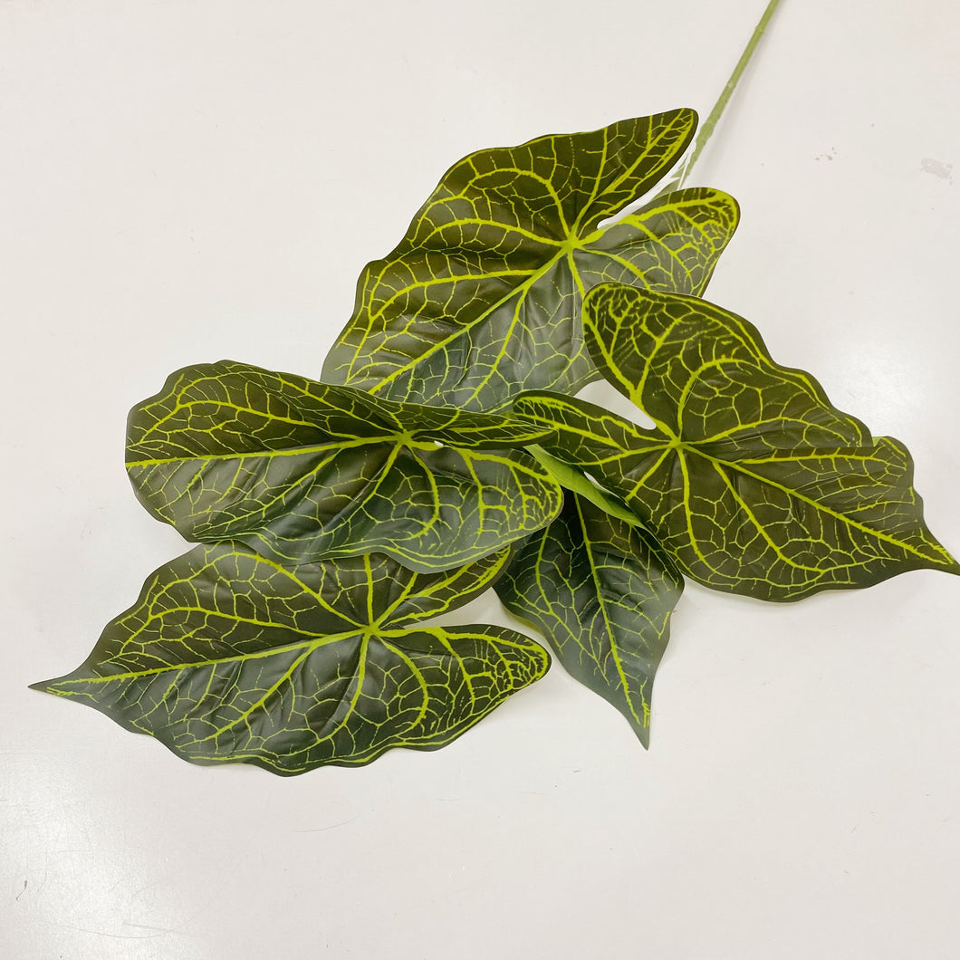 ALOCASIA LEAF BUNCH