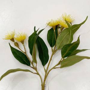 FLOWERING GUM - YELLOW