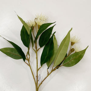 FLOWERING GUM - WHITE