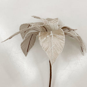CHAMPAGNE POINSETTIA