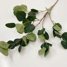Load image into Gallery viewer, EUCALYPTUS STEM
