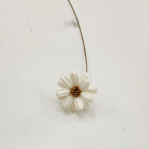 DRIED AFRICAN DAISY - WHITE