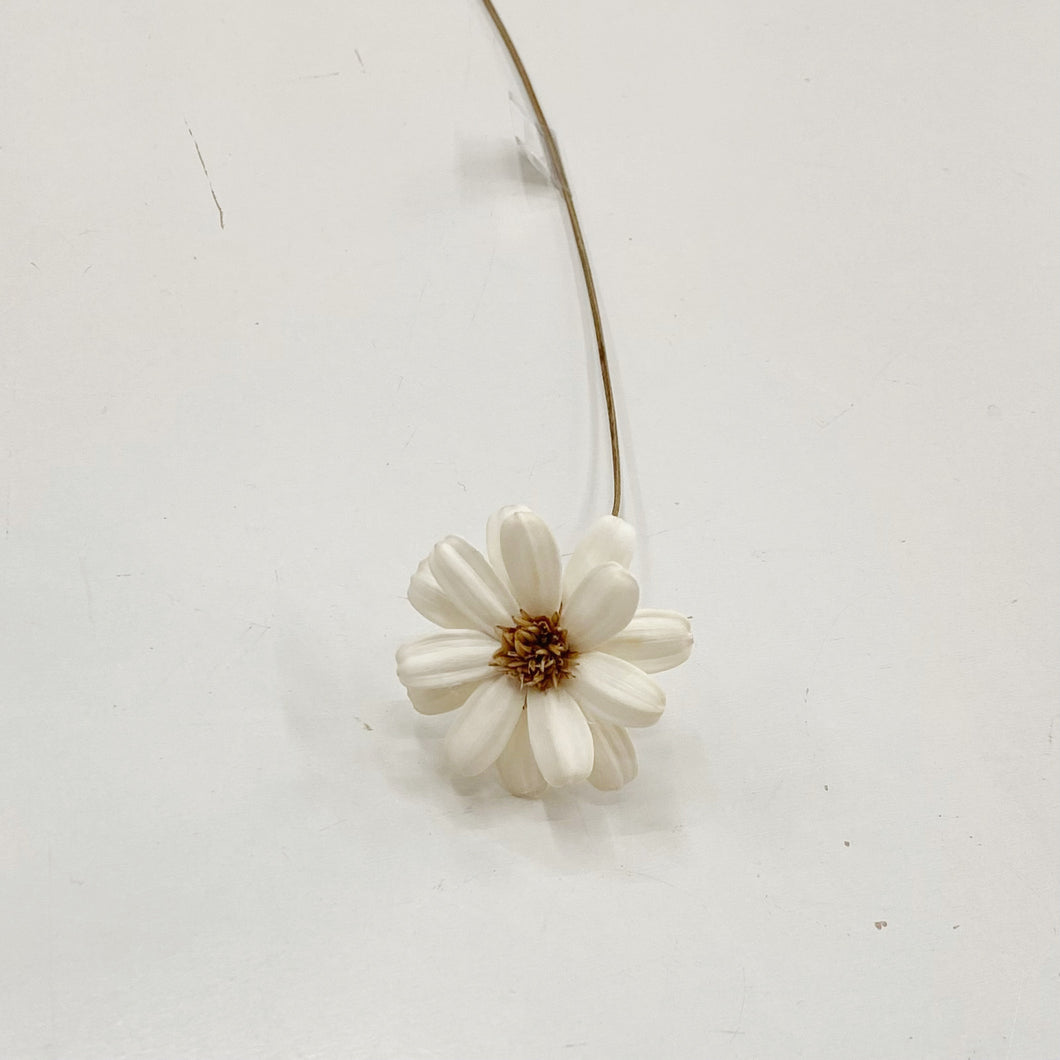 DRIED AFRICAN DAISY - WHITE