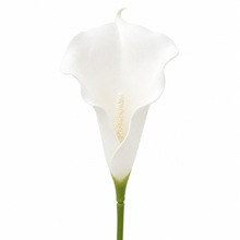 Load image into Gallery viewer, Calla Lilly Stem
