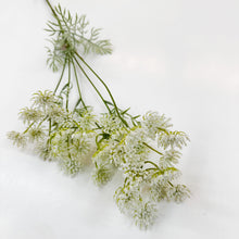 Load image into Gallery viewer, Queen Annes Lace
