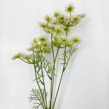 Load image into Gallery viewer, Queen Annes Lace
