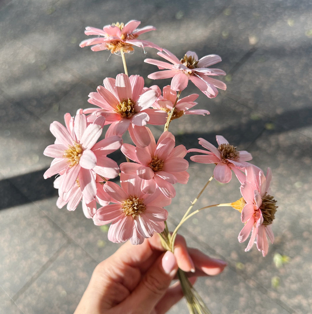 AFRICAN DAISY - PINK