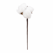 Load image into Gallery viewer, Preserved Cotton Stem

