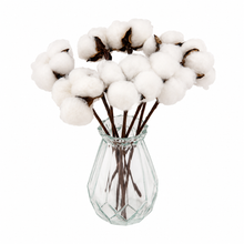 Load image into Gallery viewer, Preserved Cotton Stem

