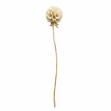 Load image into Gallery viewer, White Scabiosa Stem
