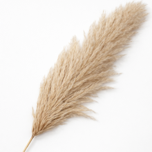 Load image into Gallery viewer, Natural Beige Pampas Grass Stem – Dried Decorative Home Styling
