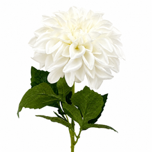 Load image into Gallery viewer, EVERLASTING DAHLIA
