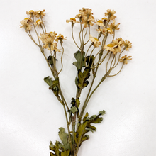 Load image into Gallery viewer, Dried Daisy Stem – Artificial Daisy Flower | Home Thyme
