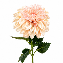 Load image into Gallery viewer, EVERLASTING DAHLIA

