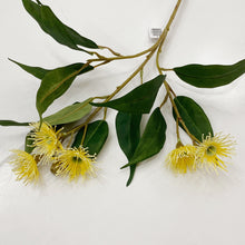 Load image into Gallery viewer, FLOWERING GUM - YELLOW
