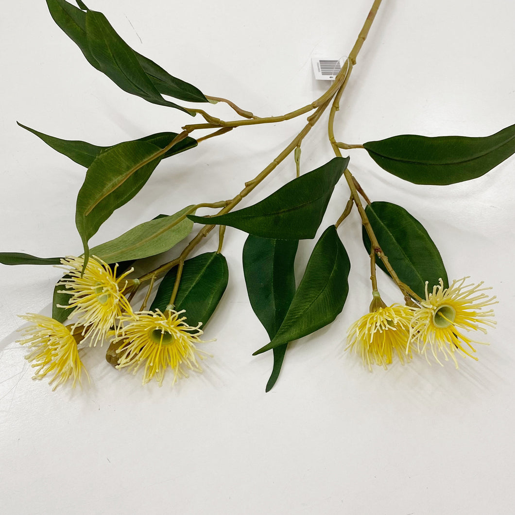 FLOWERING GUM - YELLOW