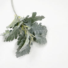 Load image into Gallery viewer, Dusty Miller Stem
