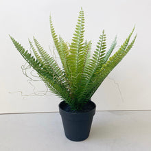 Load image into Gallery viewer, RUFFLE FERN IN POT
