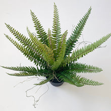 Load image into Gallery viewer, RUFFLE FERN IN POT
