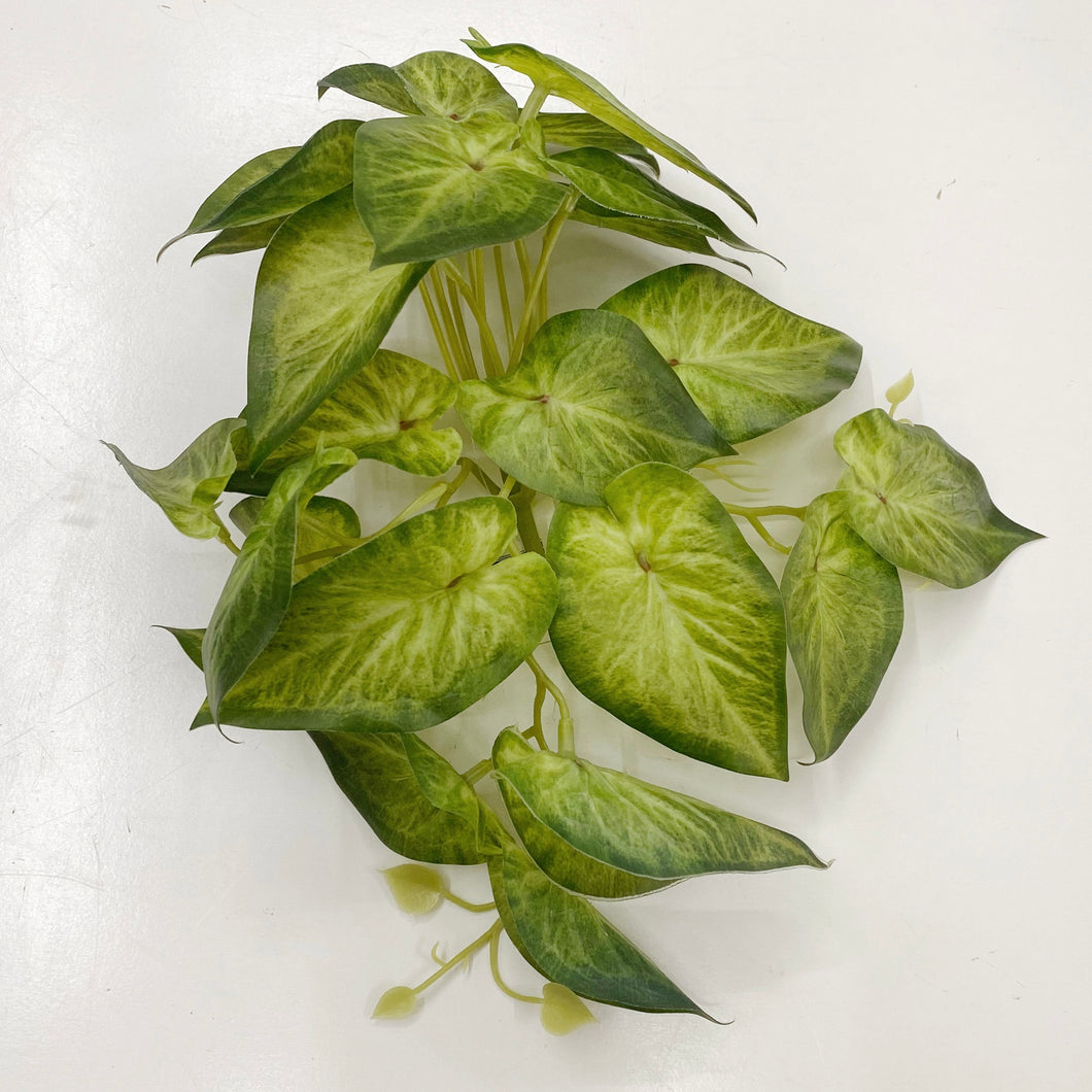 ALOCASIA LEAFS