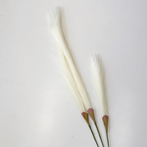 PAMPAS GRASS WHITE